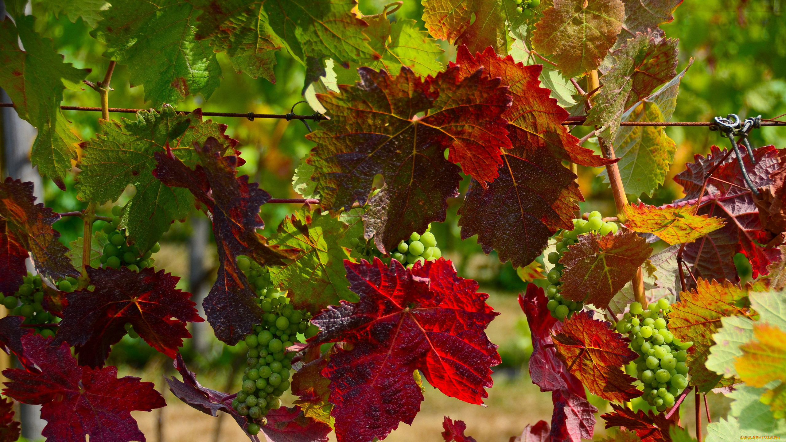 Осенние виноградные листья